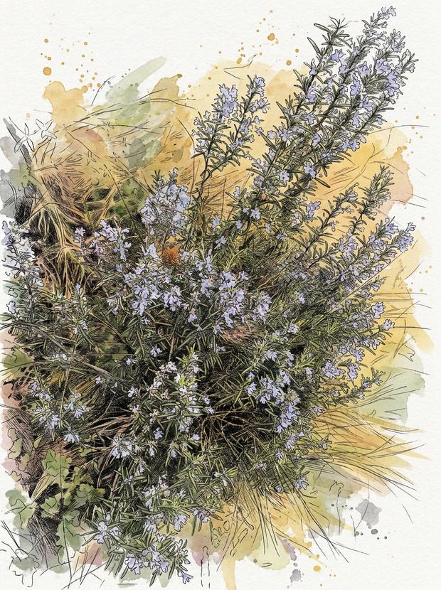 Romarin en fleur dans la garrigue — aquarelle