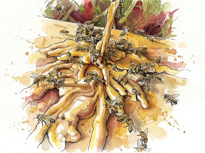 Le miel brut, entouré d’abeilles — aquarelle